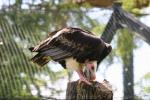 White-headed vulture