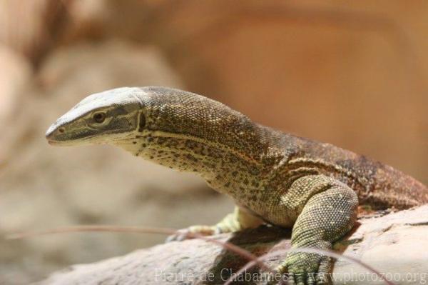 Sand goanna