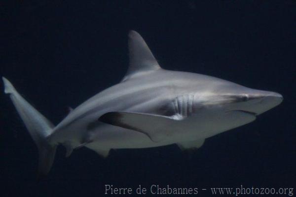 Blacktip shark *