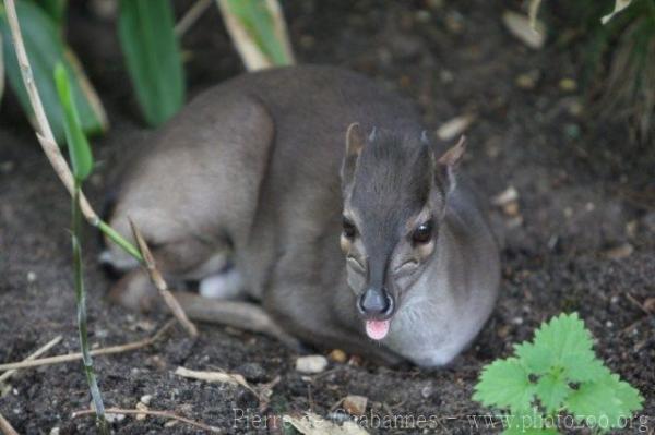 Western blue duiker