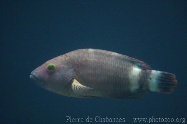 Tripletail wrasse