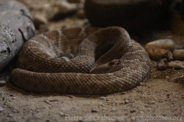 Red diamondback rattlesnake