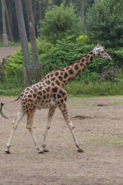 Northern giraffe