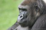 Western lowland gorilla