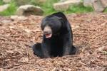 Malayan sun bear