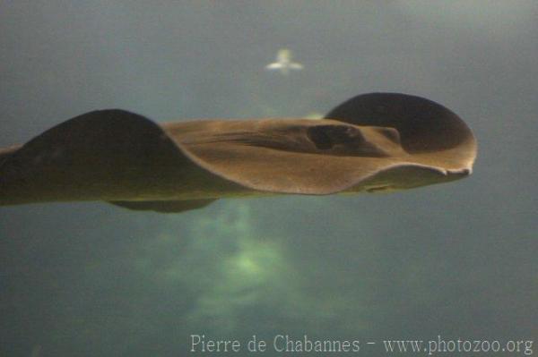 Mangrove whipray