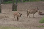 Roan antelope