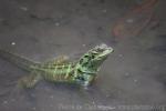 Amboina sailfin lizard