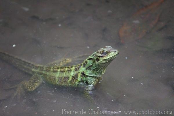 Amboina sailfin lizard