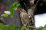 Little bittern