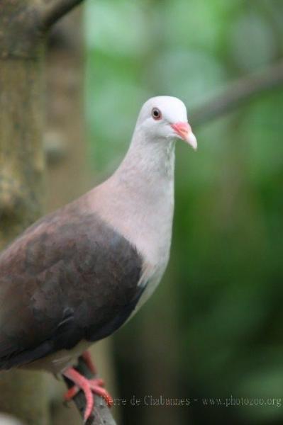 Pink pigeon *