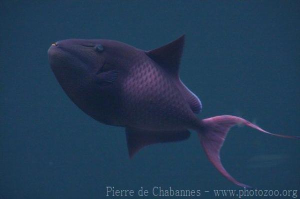 Red-toothed triggerfish