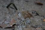 White-browed crake *