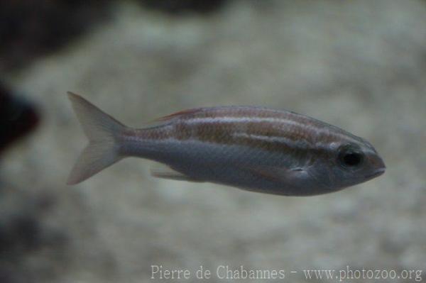 Striped monocle bream