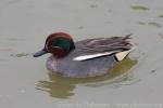 Common teal