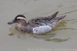 Garganey