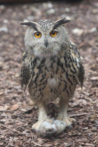 Eurasian eagle-owl