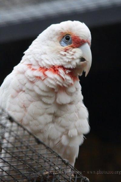 Long-billed corella