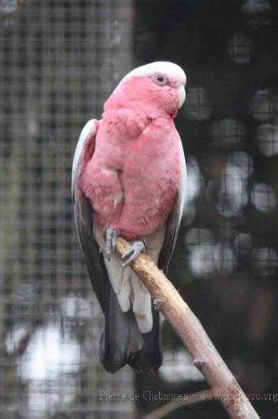 Galah