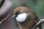 White-throated laughing-thrush