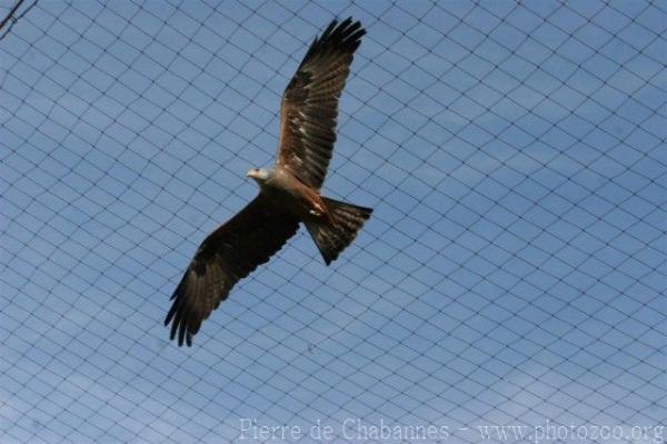 Black kite