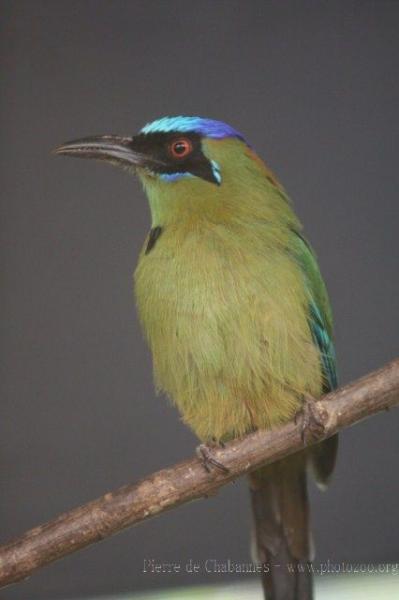 Blue-crowned motmot