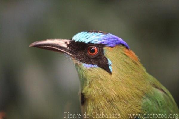 Blue-crowned motmot