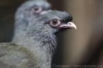 Chaco chachalaca