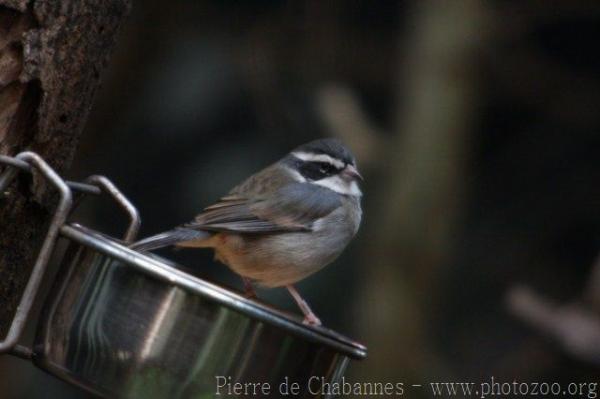 Collared warbling-finch