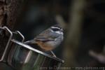 Collared warbling-finch