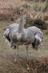 Lesser rhea