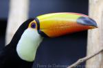 Toco toucan