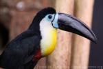 Channel-billed toucan