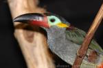 Guianan toucanet