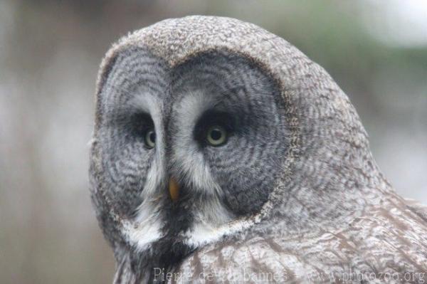 Great grey owl