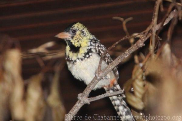 D'arnaud's Barbet