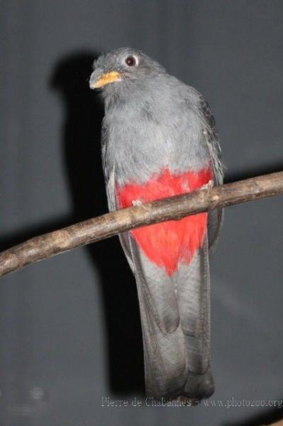 Black-tailed trogon *