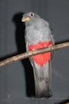 Black-tailed trogon *