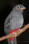 Black-tailed trogon *