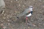 Southern lapwing