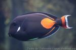 Achilles tang