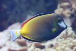 Japan surgeonfish