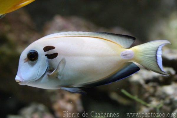 Doubleband surgeonfish