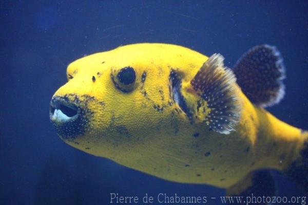 Guineafowl puffer