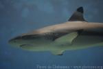 Blacktip reef shark