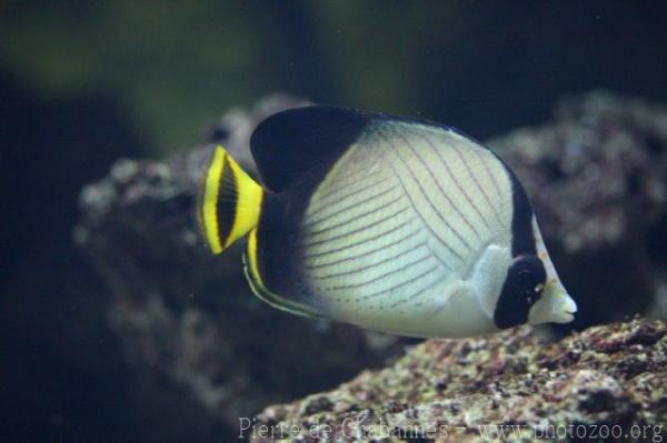 Indian vagabond butterflyfish