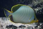 Yellowhead butterflyfish