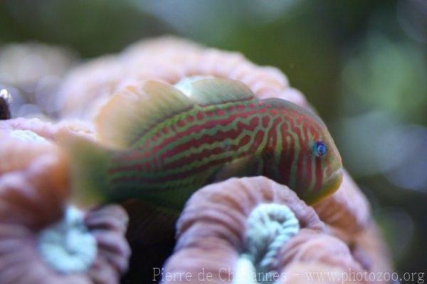 Broadbarred goby