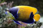 Bluegirdled angelfish