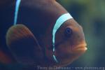 Spinecheek anemonefish